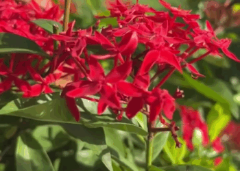 [หนังเต็มเรื่อง] 398H0825 H อย่ามองว่าเมียเป็นรักที่ไร้ค่า หนังสั้น หนังใหม่ ต้องมนต์ฟิล์ม