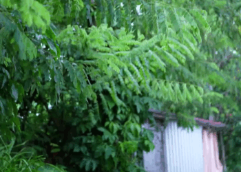 [หนังเต็มเรื่อง] 158H0825 E ทำไมหมอต้องเล่นใหญ่ขนาดนี้ หรือนี่เป็นวิธีเช็ค DNA เส้นผมจาก รปภ เพื่อตามหาพ่อที่แท้จริง