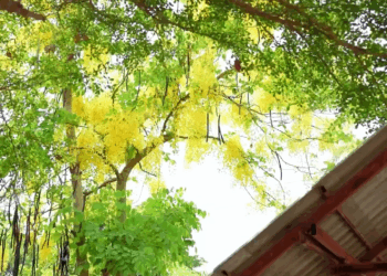 [หนังเต็มเรื่อง] 108H0825 E เด็กคนนี้เป็นลูกของใคร ทำไมแม่บ้านถึงดูรีบร้อน หรือว่านี่จะเป็นกับดัก