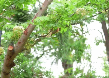 [ตอนที่ 2] 340T1020 AC009 มนุษย์ป้ามหาภัย ขวางท่านประธานออกเดท เอาเศษดินโรยข้าว