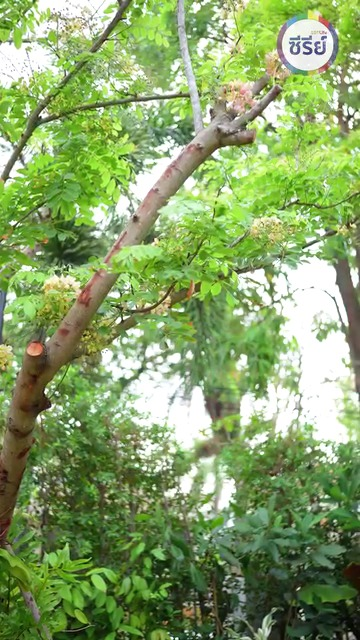 [ตอนที่ 2] 340T1020 AC009 มนุษย์ป้ามหาภัย ขวางท่านประธานออกเดท เอาเศษดินโรยข้าว