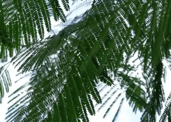 [ตอนที่ 2] 362T1020 AC031 พยาบาลเปลี่ยนชุดกับรปภ เพราะหมอขอให้เธอทำบางอย่างที่ไม่เต็มใจ