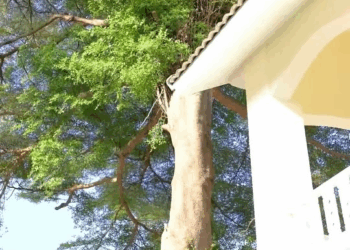 [ตอนที่ 2] 381T1020 AC050 เธอใช้ไม้จิ้มฟัน ทะลายฝันของแม่เลี้ยง