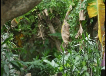 [ตอนที่ 2] 742T1020 AD289 แต่งงๅนกันแล้วทำไมต้องปิดบังเรื่อง พ่อแม่ด้วย