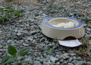 [หนังเต็มเรื่อง] 366H1006 B ประธานตกยาก ถึงขนาดกินข้าวหมาเลยหรอ