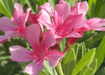 [หนังเต็มเรื่อง] 598H1006 H ล้ำเส้น หนังใหม่ หนังสั้น ต้องมนต์ฟิล์ม ละครสั้นสะท้อนสังคม